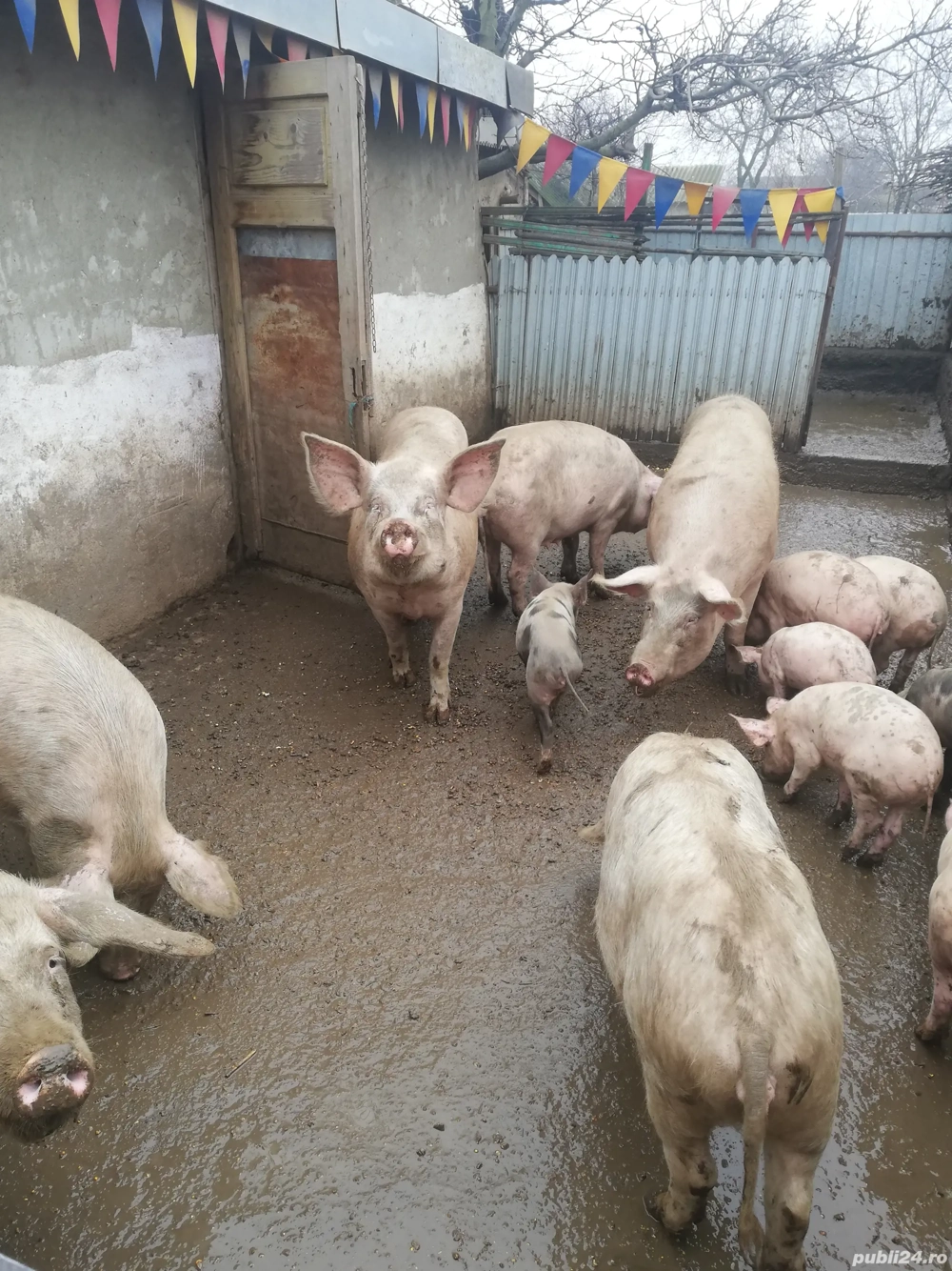 Vand porci diferite dimensiuni. 