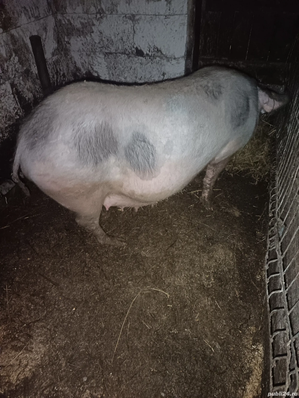 vand scriafa gestanta sau schimb cu oi 