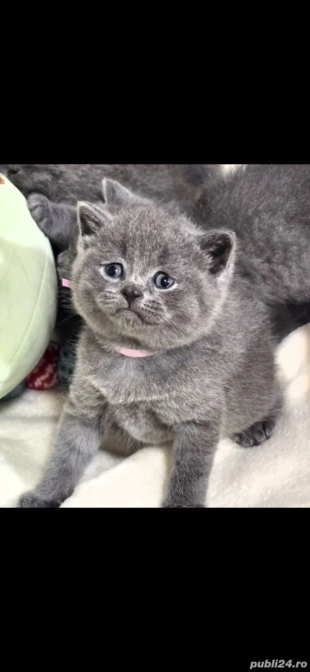 Fetita British Short Hair blue 