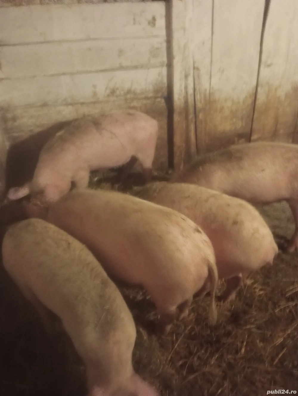 Vanzare soldani marele alb.