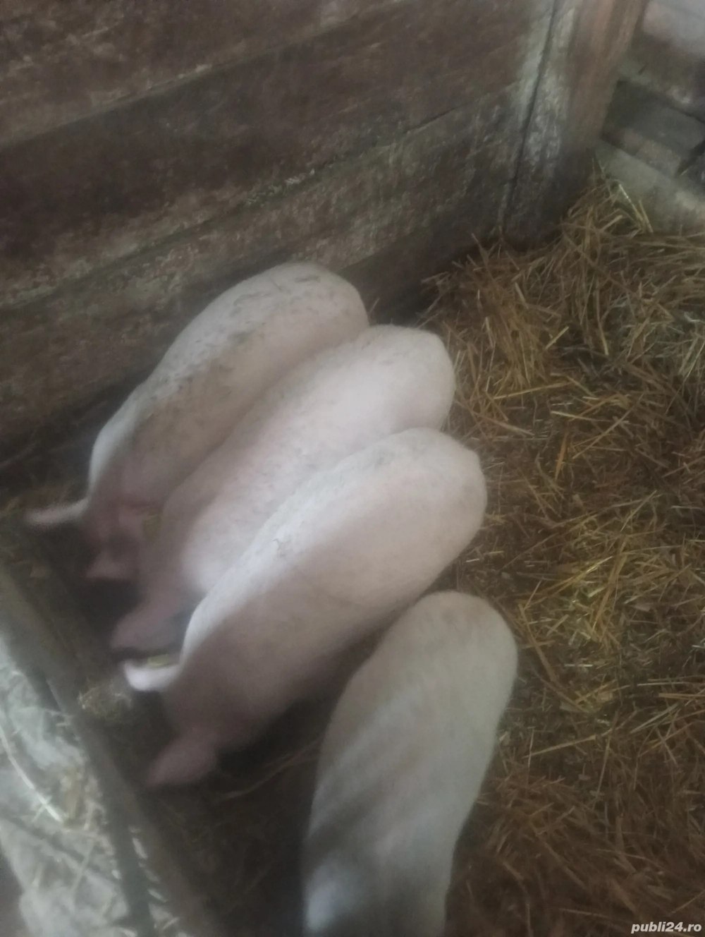 Vanzare purceii rasa pietrian