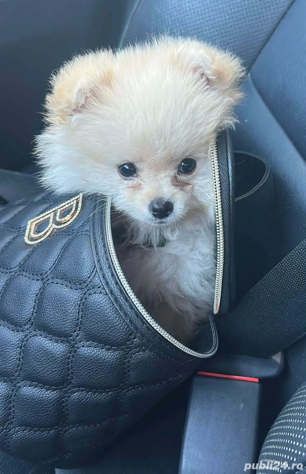 4 pui de  pomeranian 