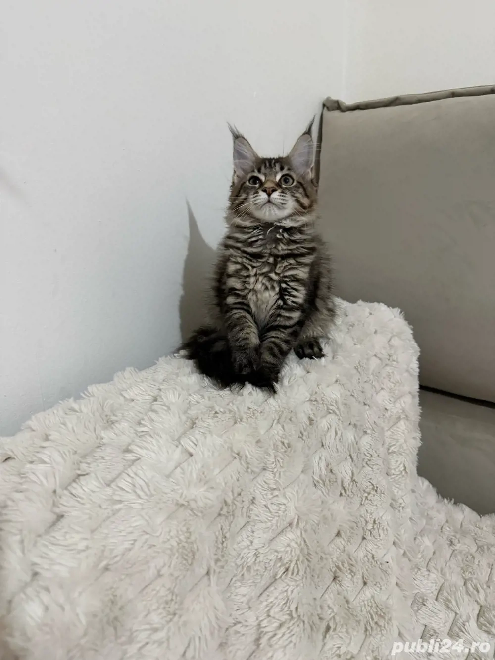 Maine coon băieței și fetițe