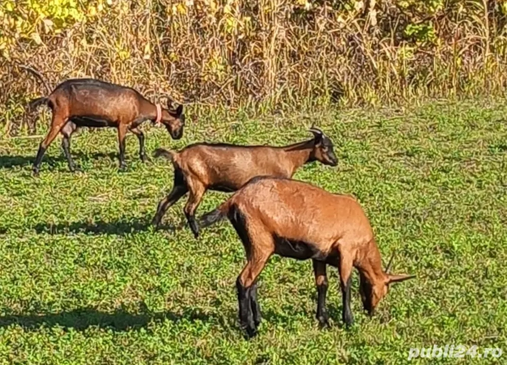Capra mama si ieduta alpine franceze de vânzare 