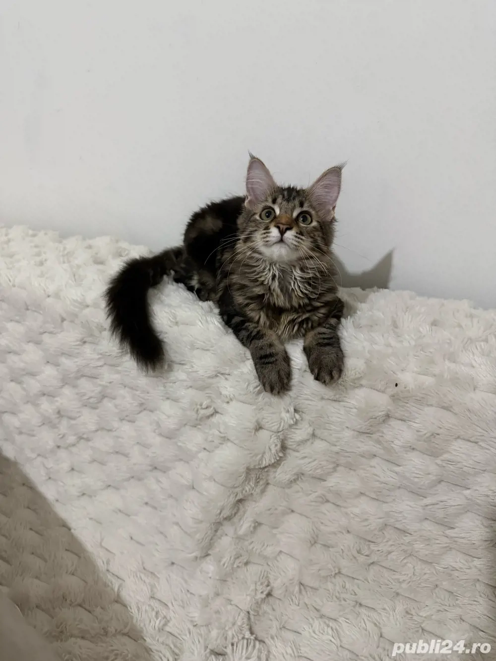 Maine coon pui superbi