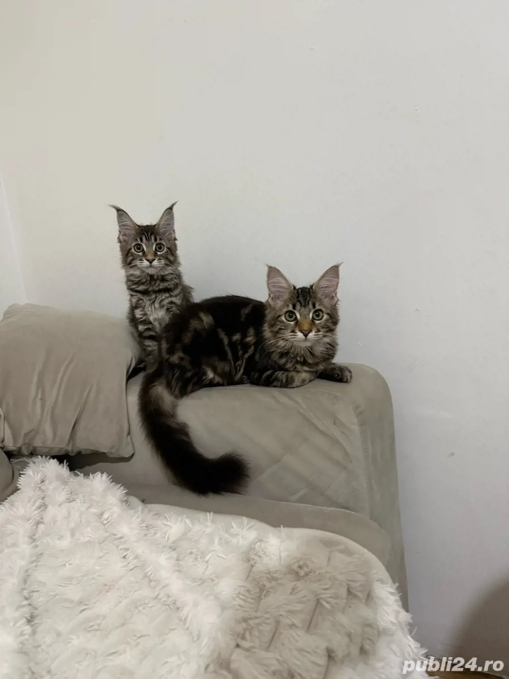 Maine coon pui vaccinati 
