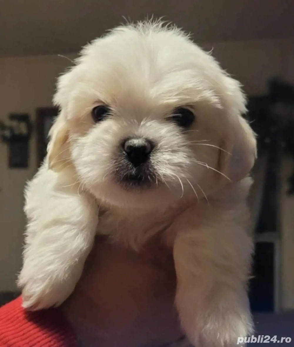 Bichon Havanez puiuți 