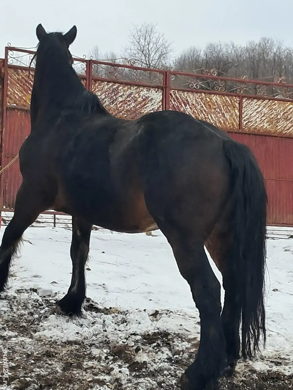 iapa  murga   cuminte