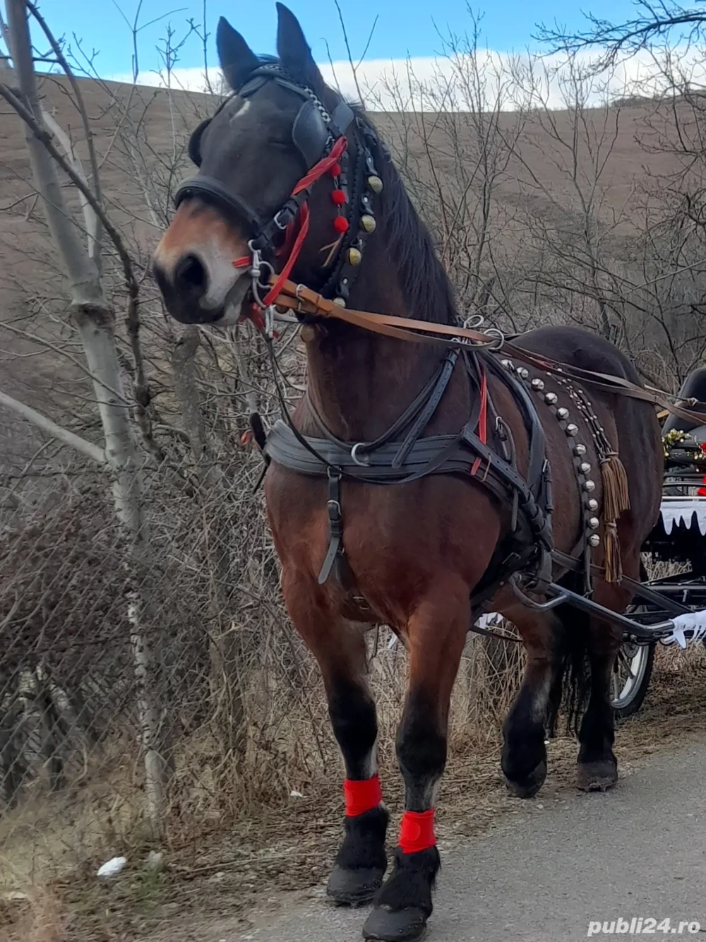 iapa  murga   cuminte