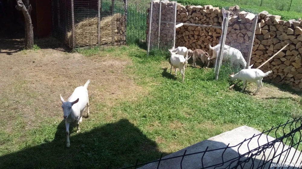 Capre de vânzare. Zanen 