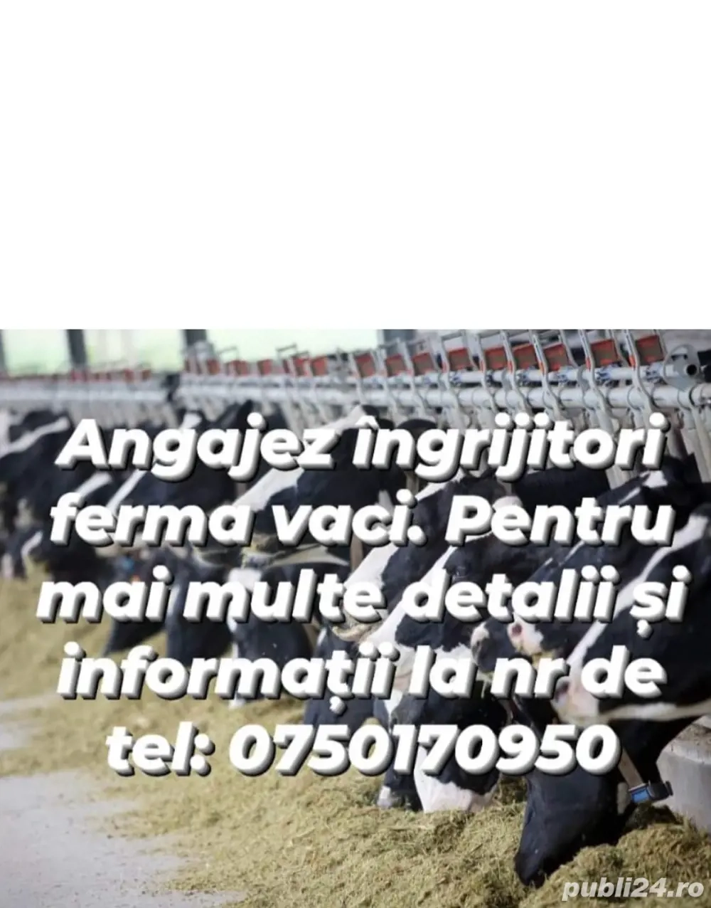 angajez ingrijitori la ferma de vaci si oi