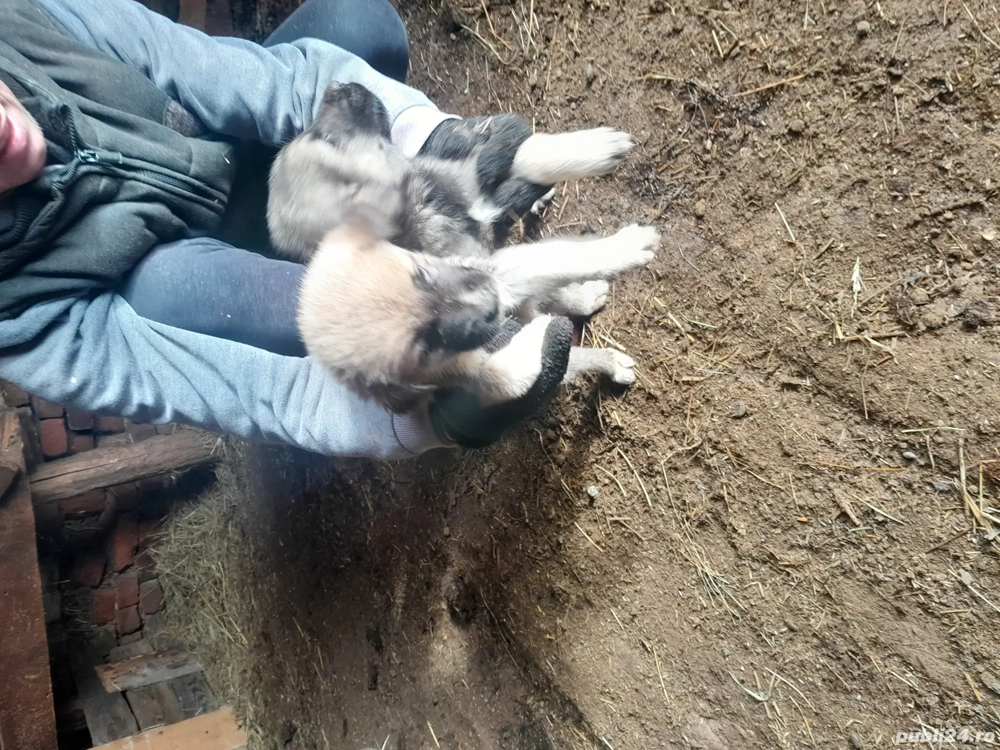 De vânzare pui de kangal metis