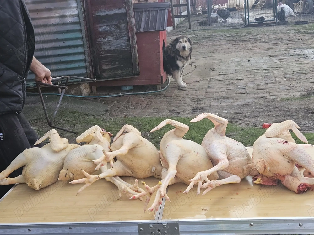 Cocoși de vânzare. 