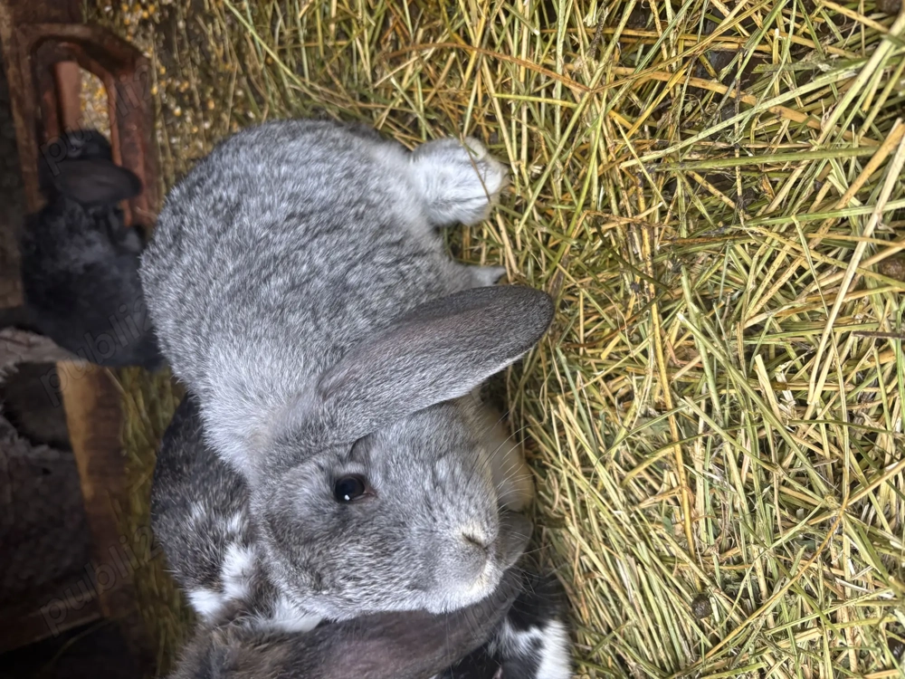 Pui de iepure berbec german 