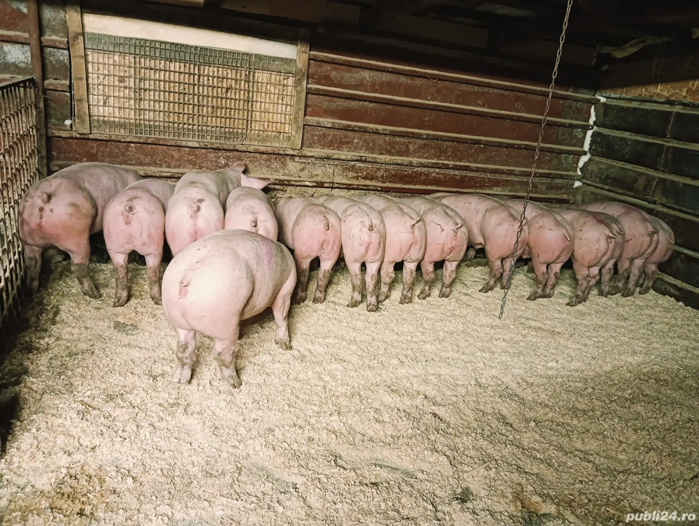 Vand purcelusi 40-55kg