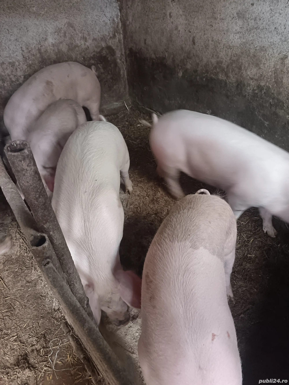 Vând porci  65 și 70 kg 