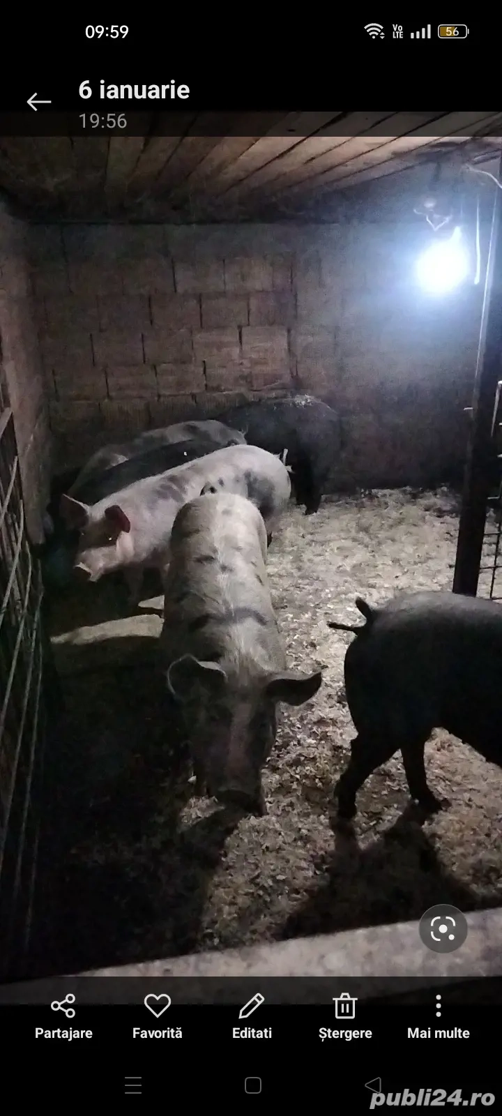 Porcii de carne de vânzare 