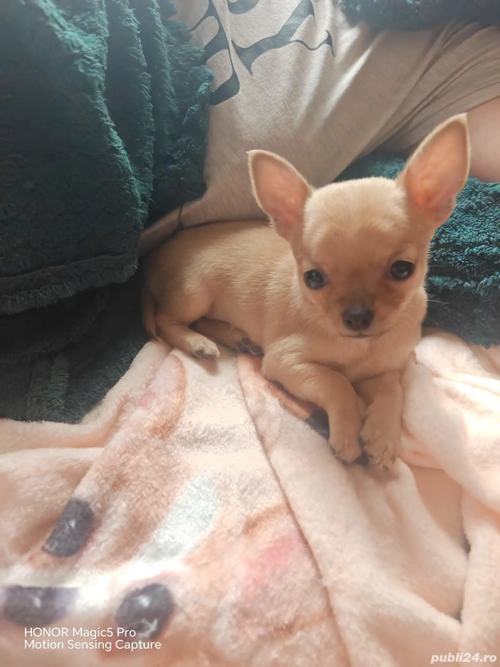 Vand Pui Chihuahua Baietel in varsta de 2 Luni