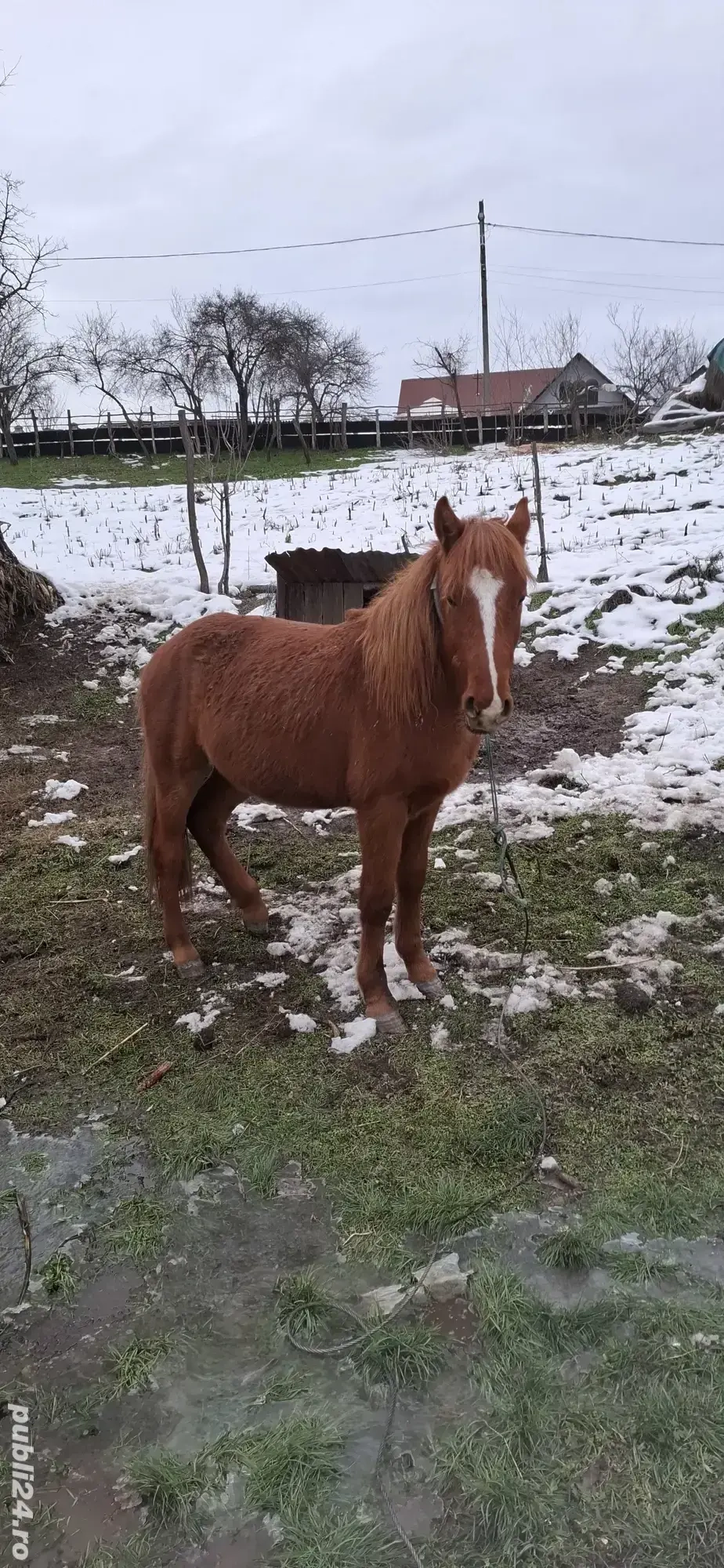 Cal de vanzare Pur Sange 