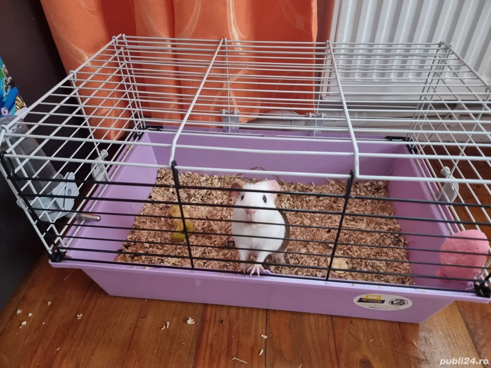 Porcusor de Guineea si cusca cu accesorii