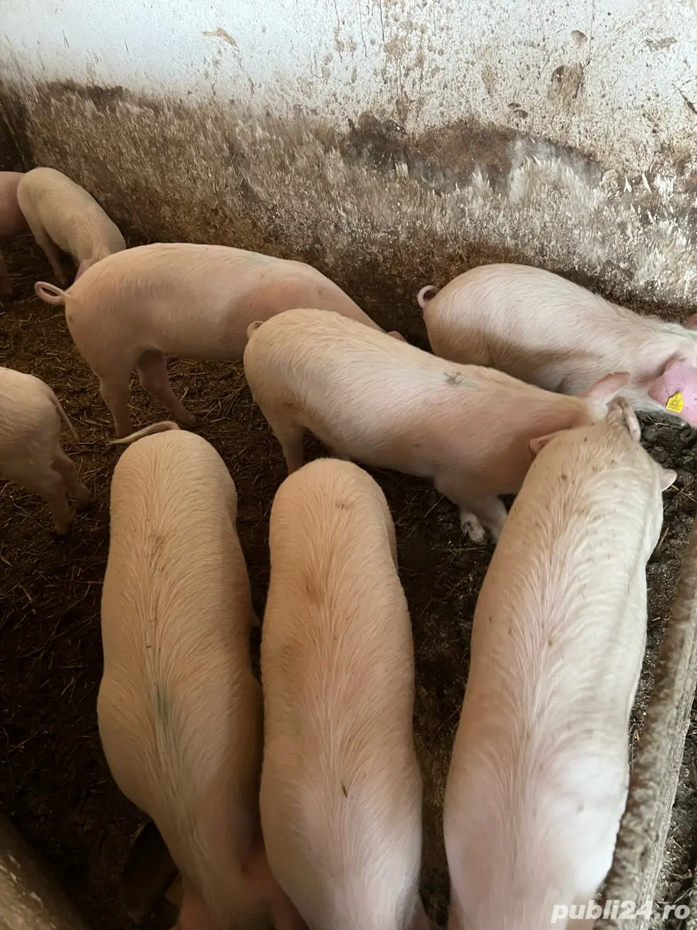 Scrofite Landrace danez reproductie