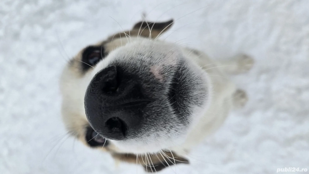 Cățel Căței spre Adopție 