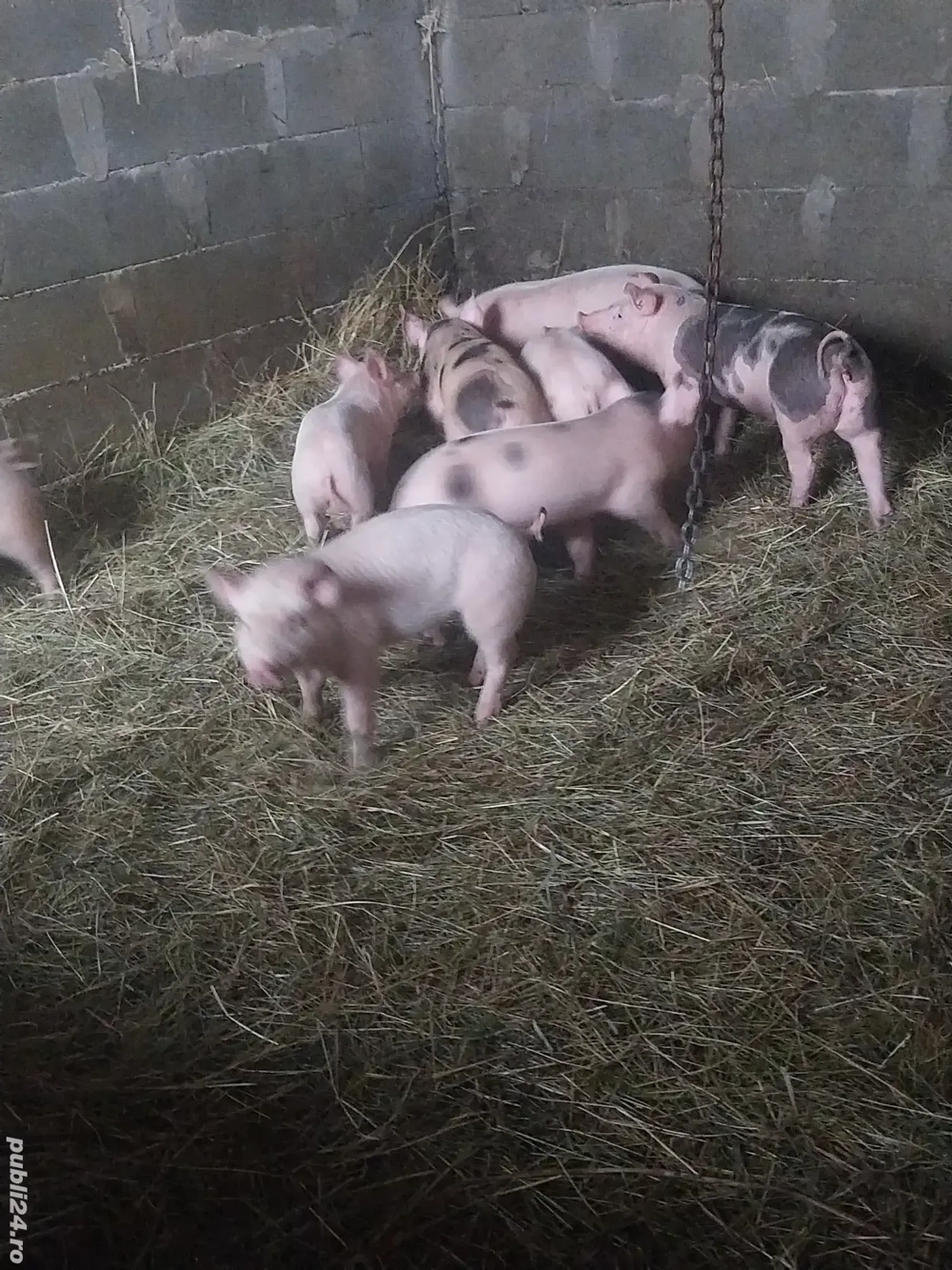 vand purcei de 9 sapt