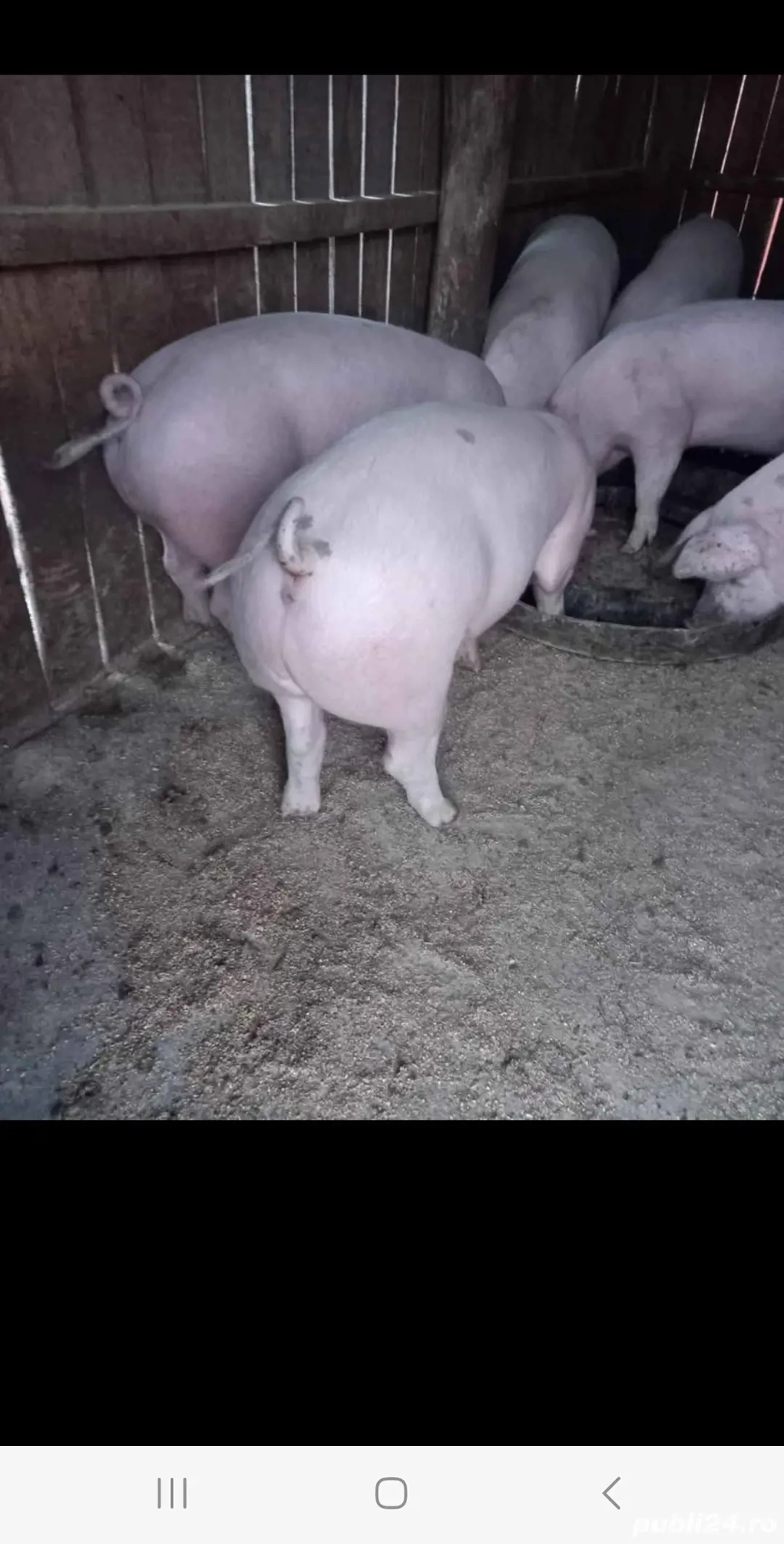 Vând porci  de carne  greutatea cuprinsa între 150 și 200 