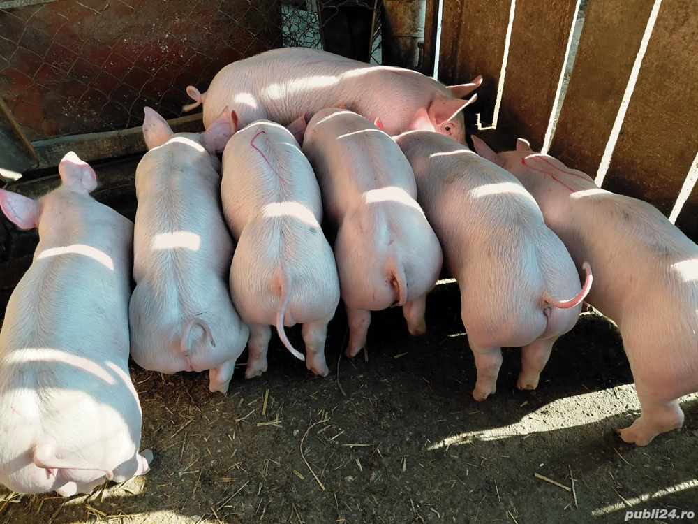 Vand      purcei     .