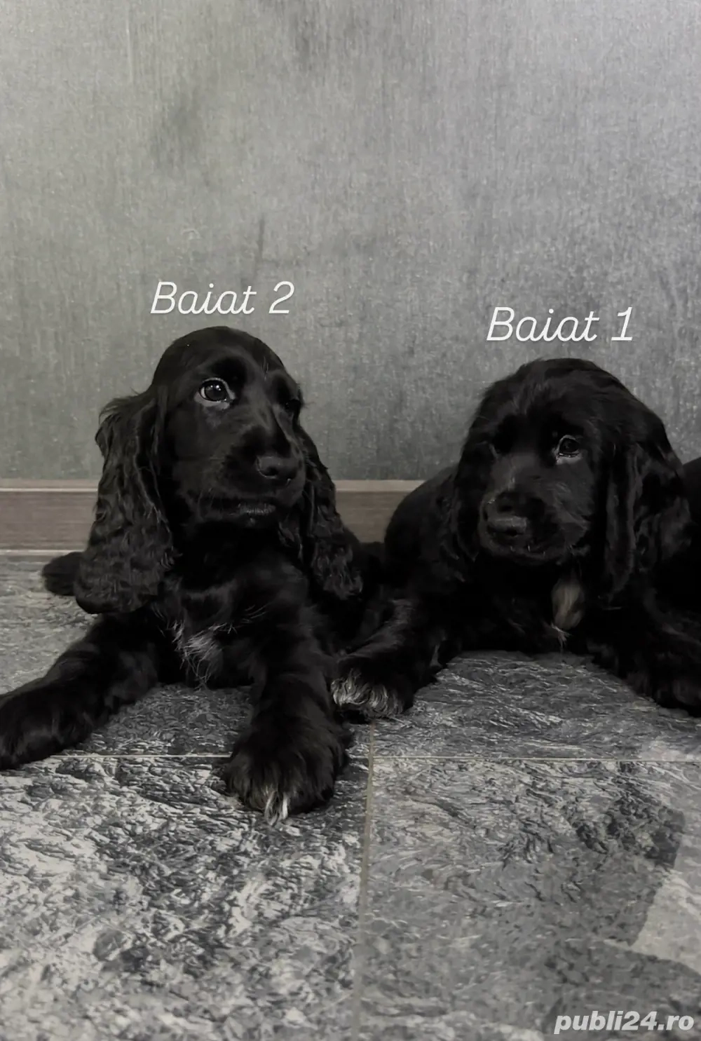 Cocker Spaniel vaccinati,deparaziti, microcipati, carnet de sanatate 