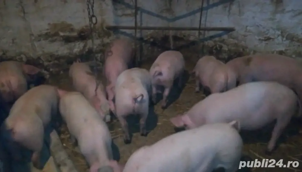Porci de rasa de vanzare ( de  3 luni )