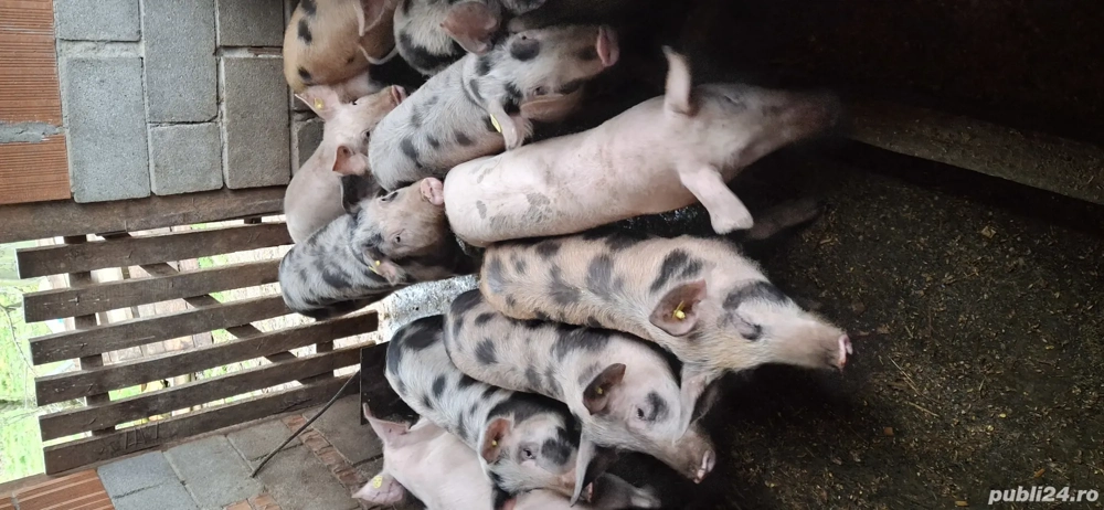 porc și șoldani de vânzare 