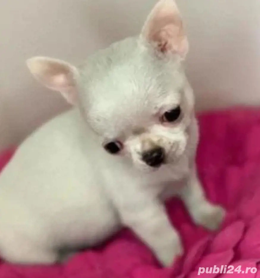 Chihuahua Mini Toy