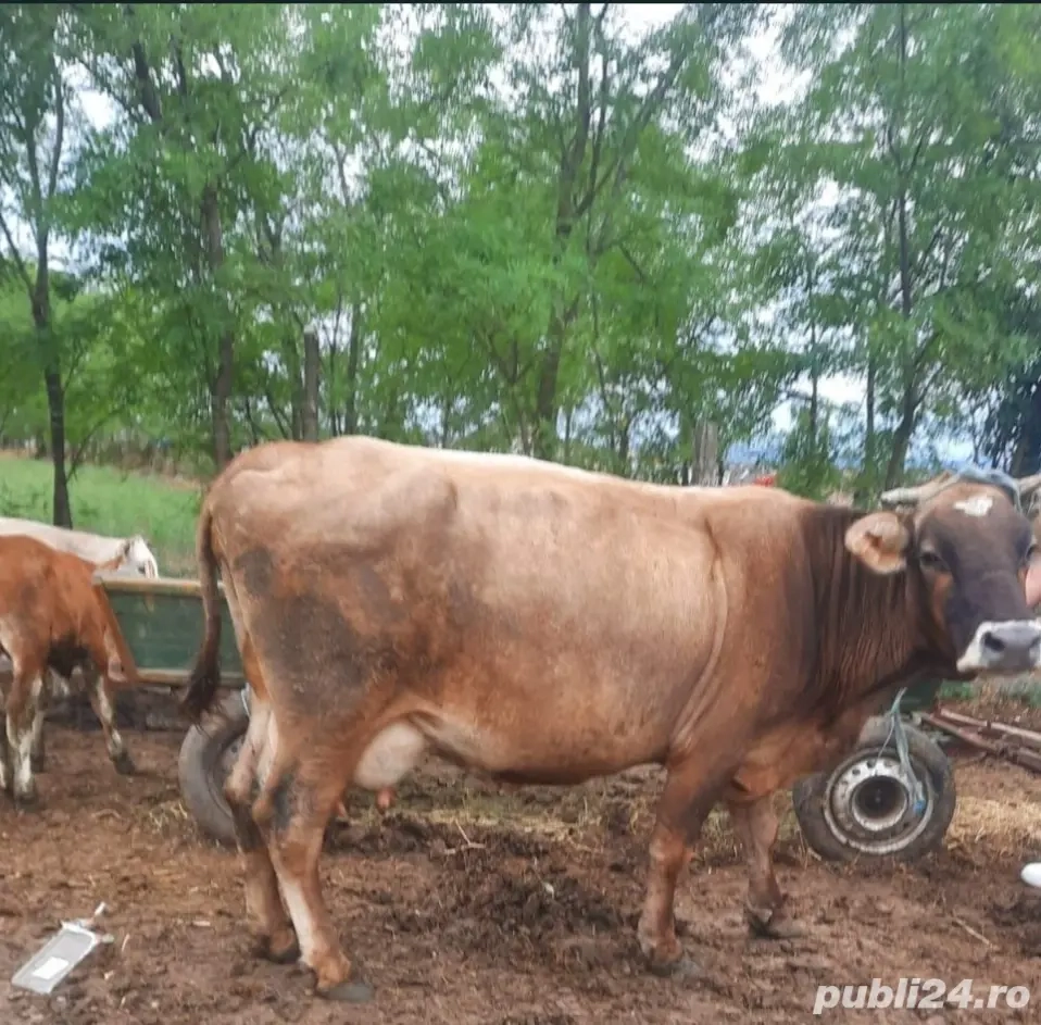 Vând lapte și brânză de la animăluțul din poză