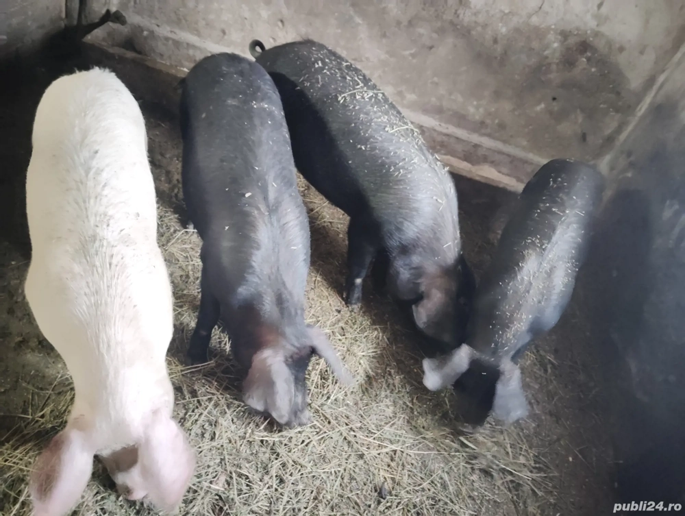 Vând purcele de ținut 