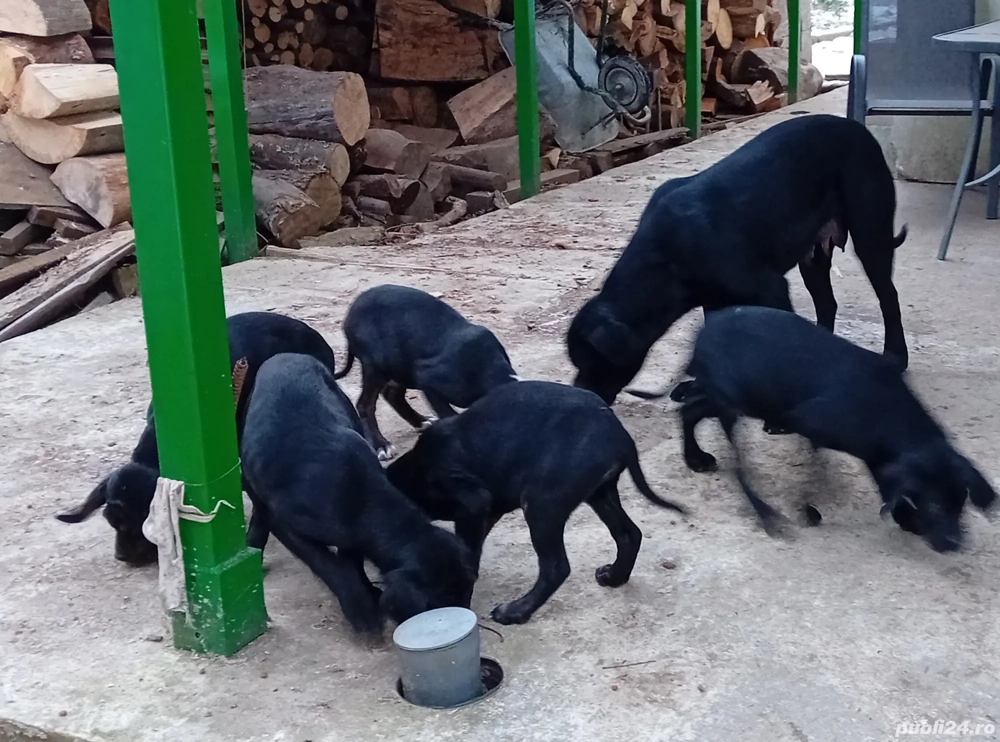 Catei Cane Corso.3 baieti și o fetiță născuți la 1 octombrie 2025, cu carnete de sănătate .