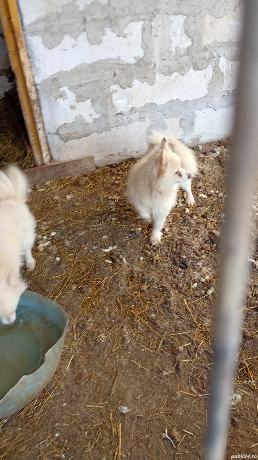 vând femele pomenirea spitz