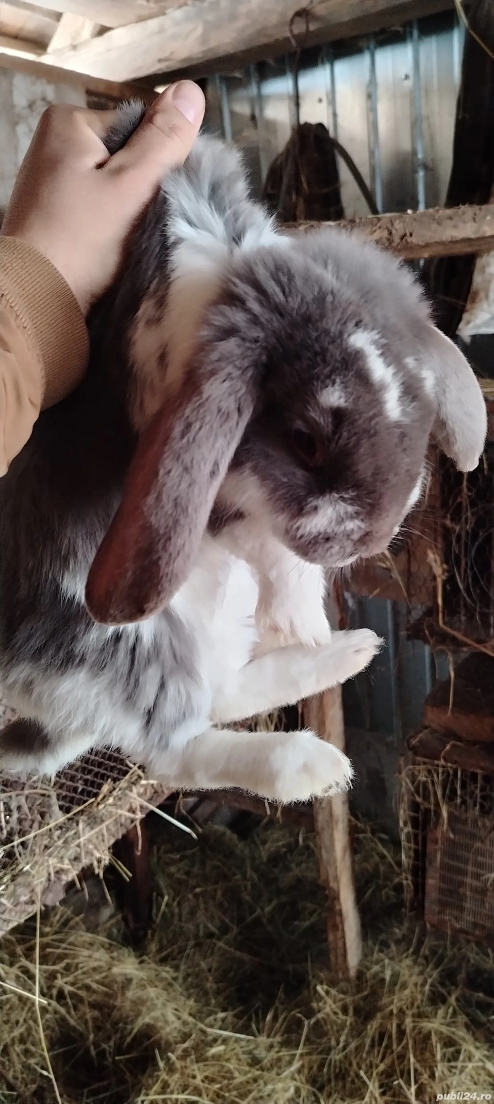 Iepuroi berbec german 