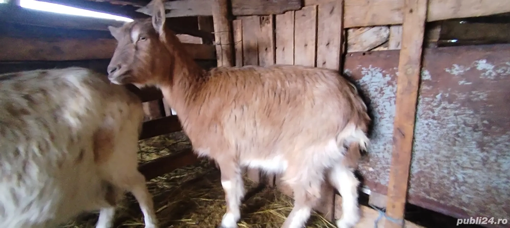 Iada din capra cu 3 l de lapte la mulsoare 