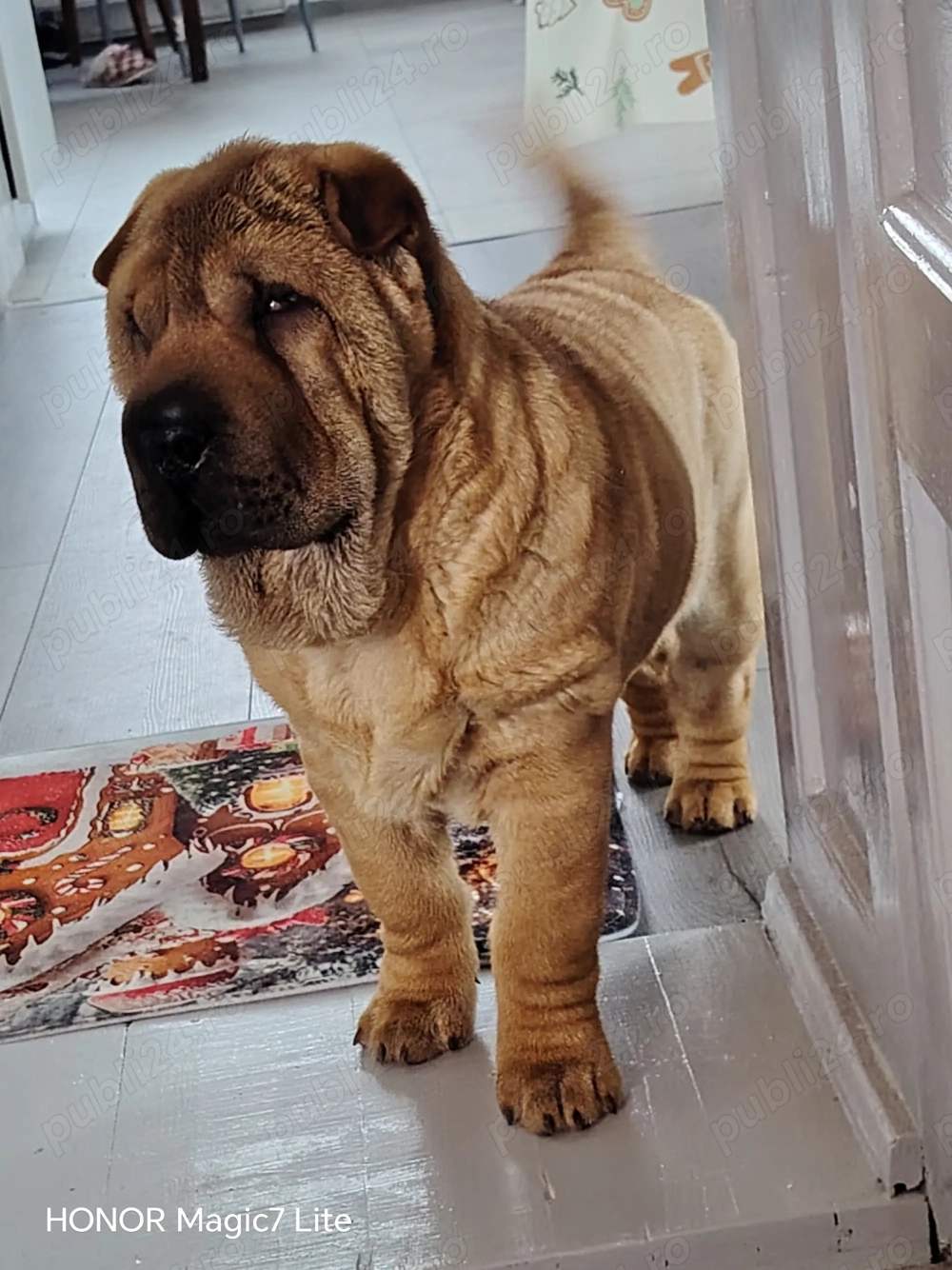 Vand Shar pei 