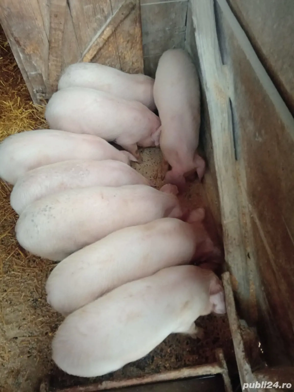 Purcei înțărcați 