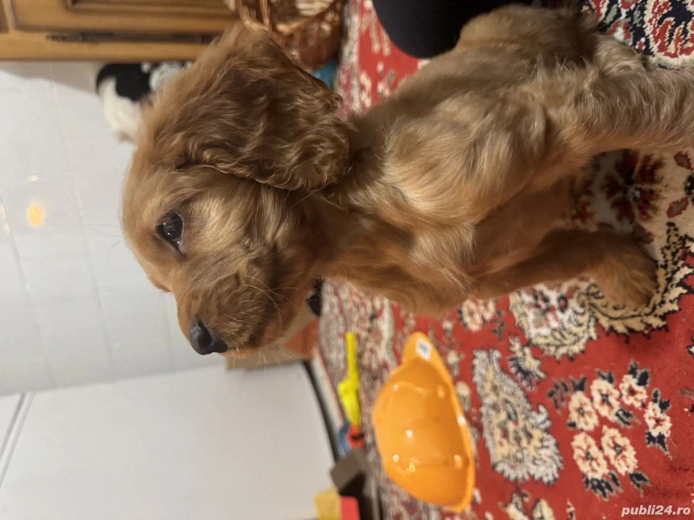 Puiuț Cocker Spaniel 