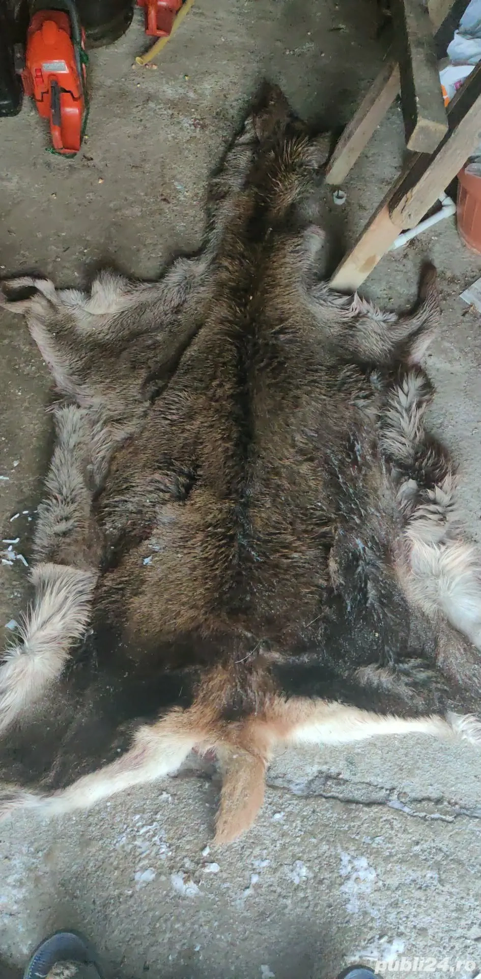 piele de capra de vanzare