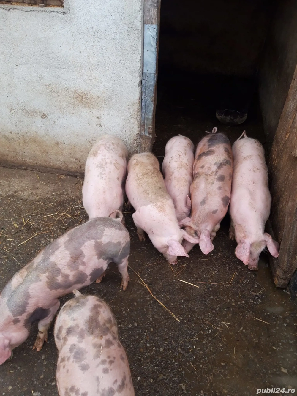 Purcei de vânzare!