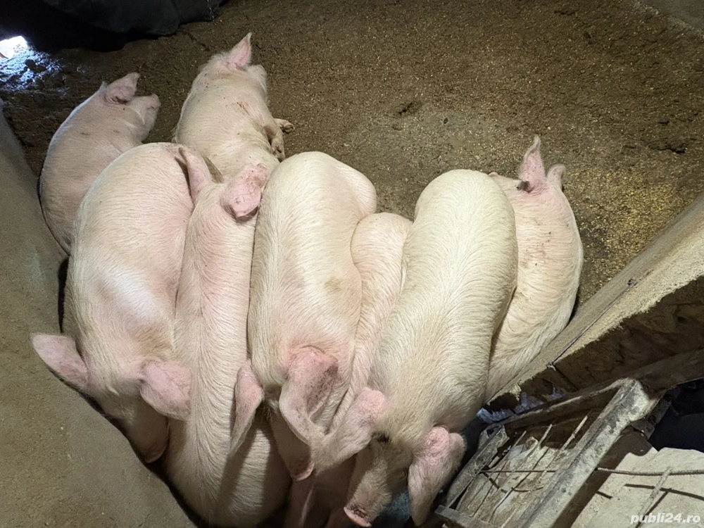 Vand purcei + - 60 kg - pietrain cu marele alb