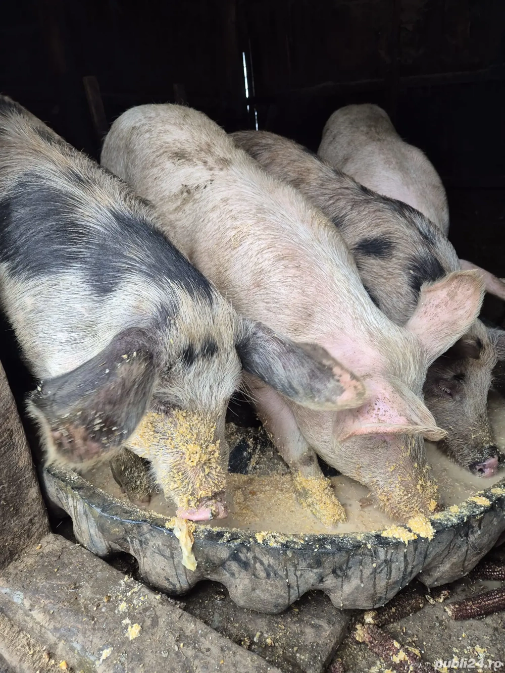 Vand purcel de Pietrain si Marele alb