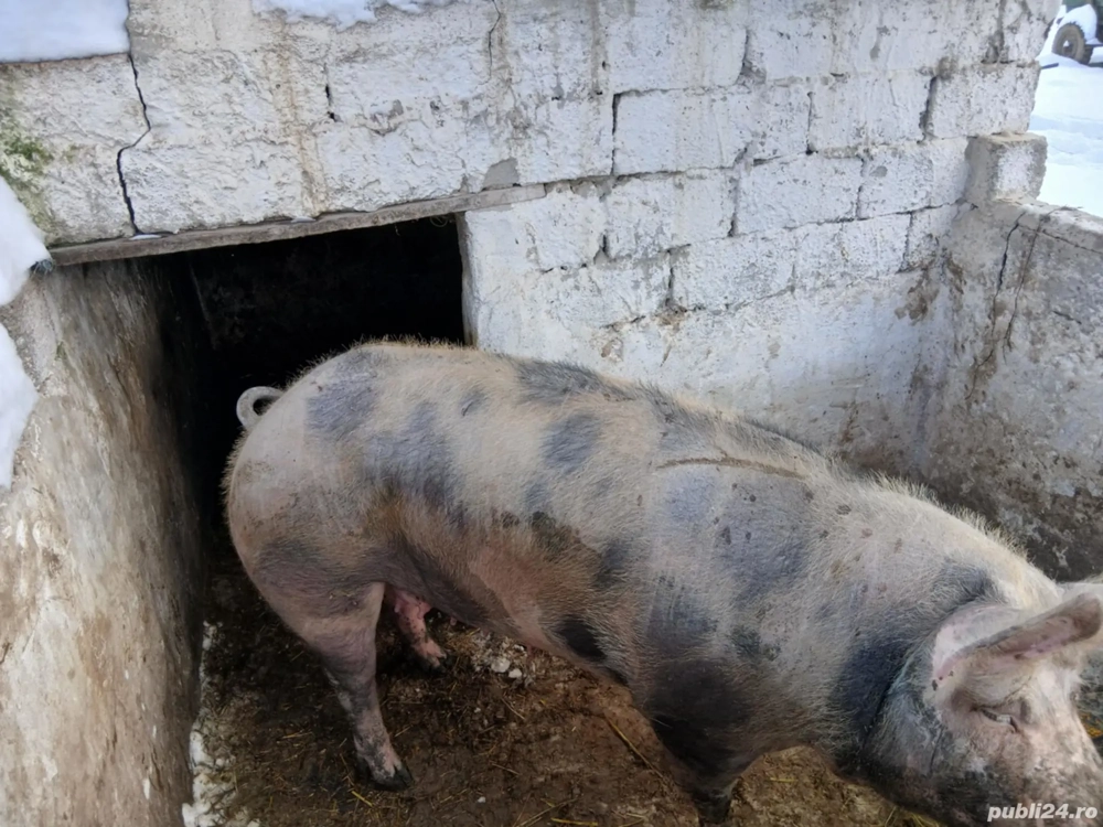 vând fosta scroafă