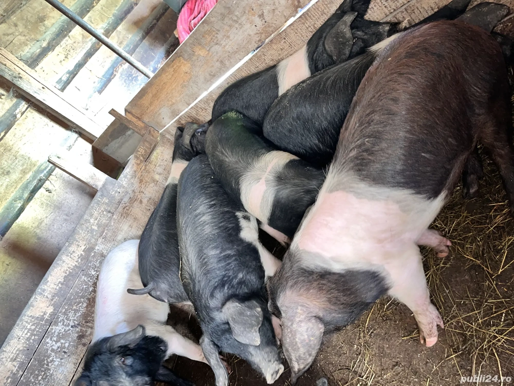 De vânzare purcei bazna 60 70 kg 