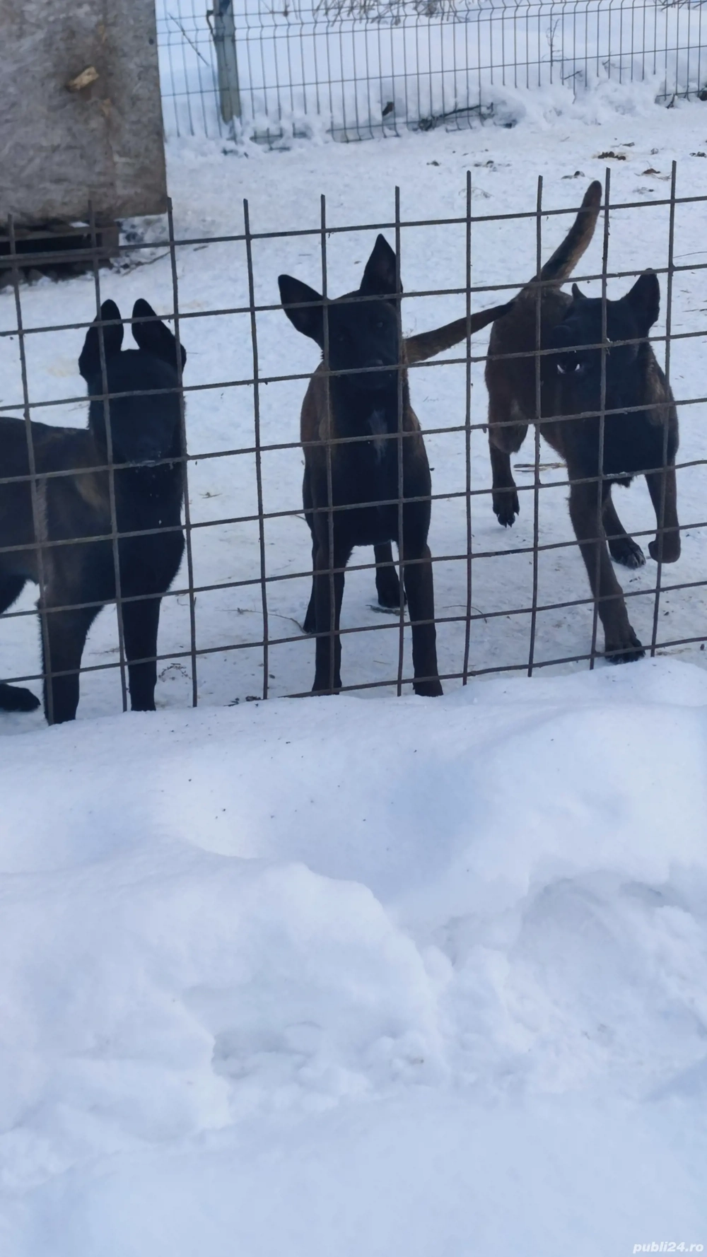 pui Ciobanesc belgian malinois 