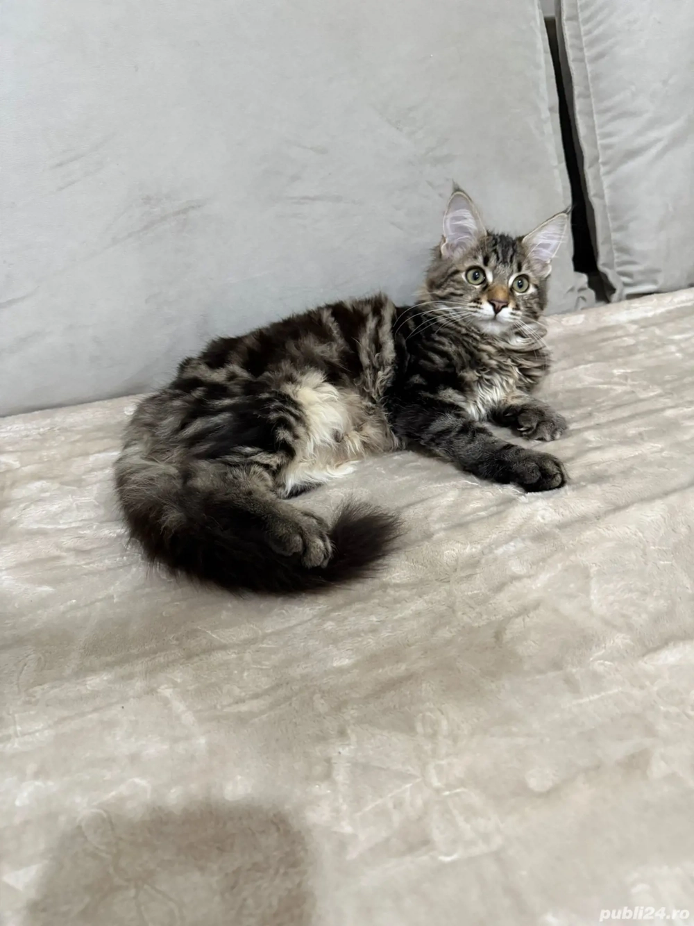 Maine coon băieței și fetițe 
